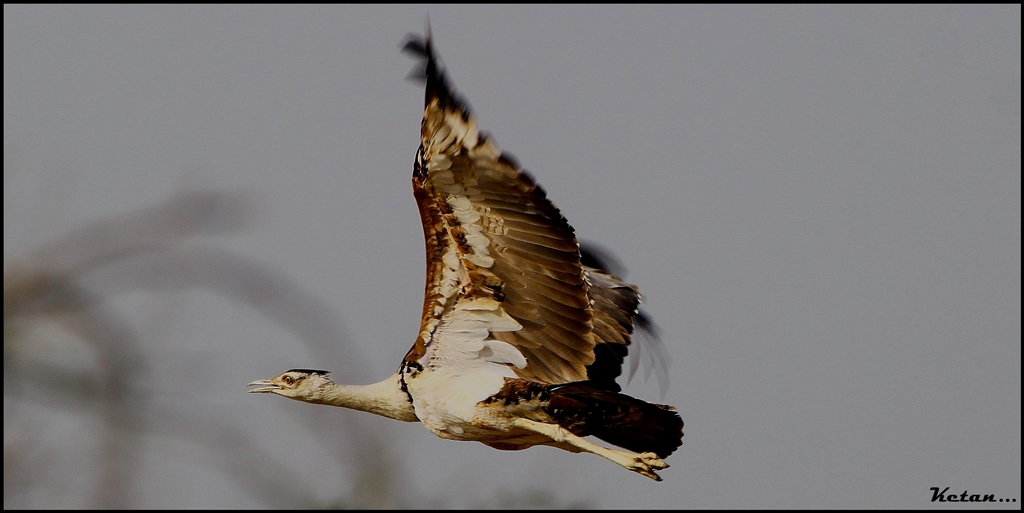 Great Indian Bustard